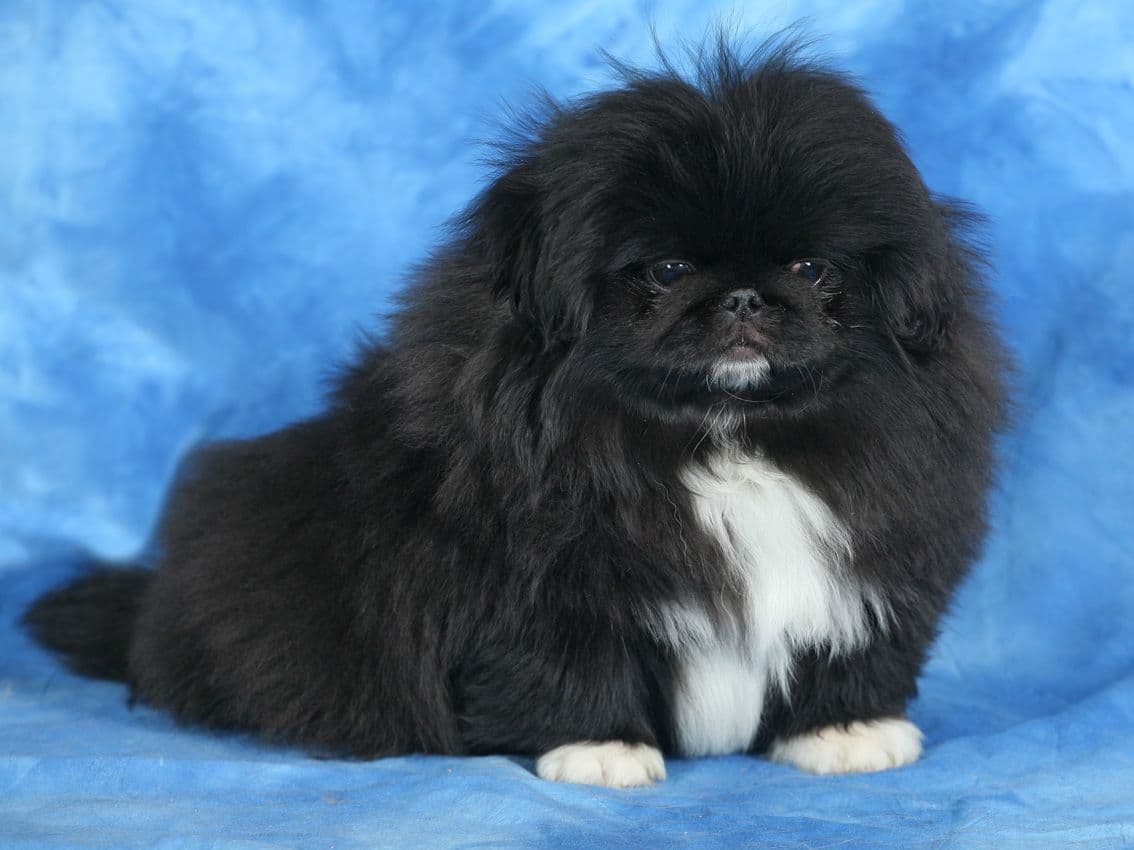 Pekingese Puppies Available Now ❣️ breeder image 15