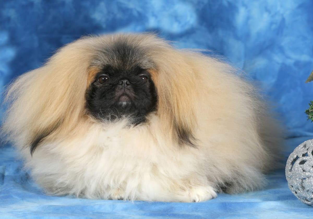 Pekingese Puppies Available Now ❣️ breeder image 7