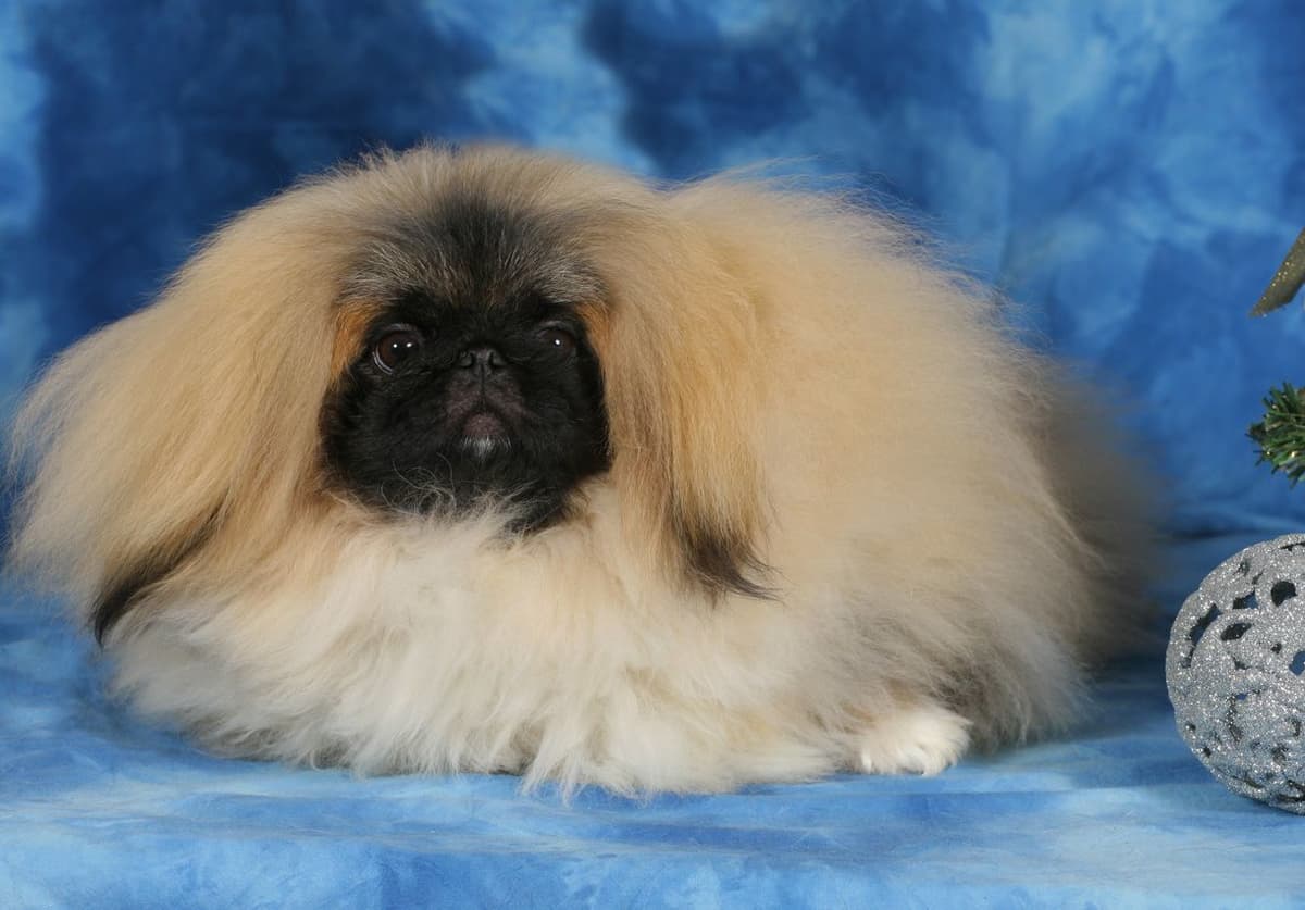Pekingese Puppies Available Now ❣️ breeder image 8