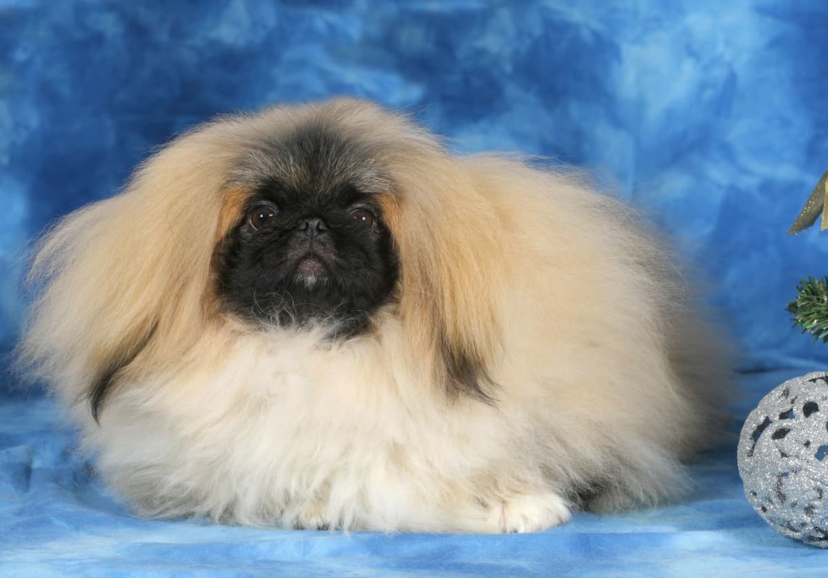 Pekingese Puppies Available Now ❣️ breeder image 12