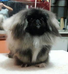 Pekingese Puppies Available Now ❣️ breeder image 13