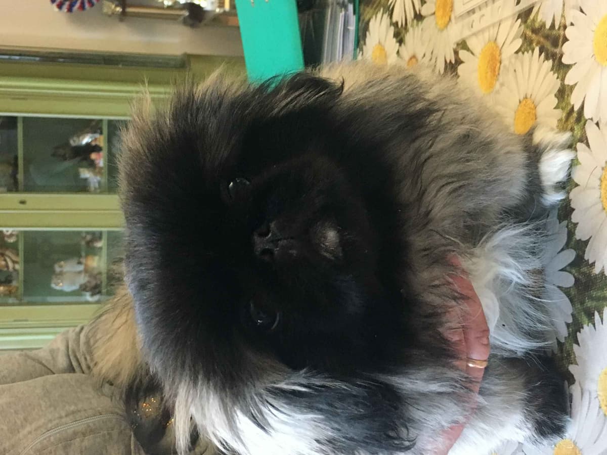 Pekingese Puppies Available Now ❣️ breeder image 14