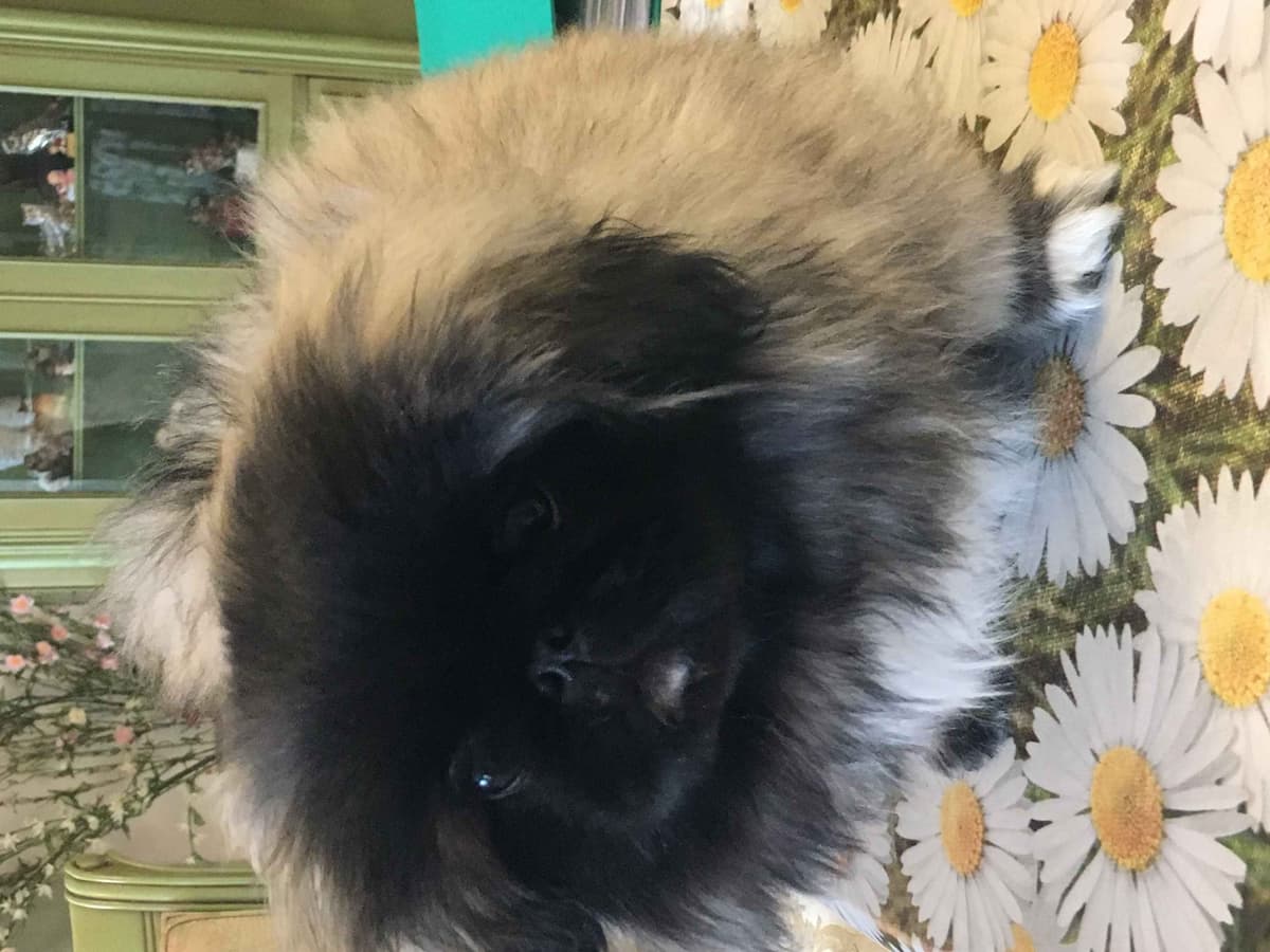Pekingese Puppies Available Now ❣️ breeder image 17