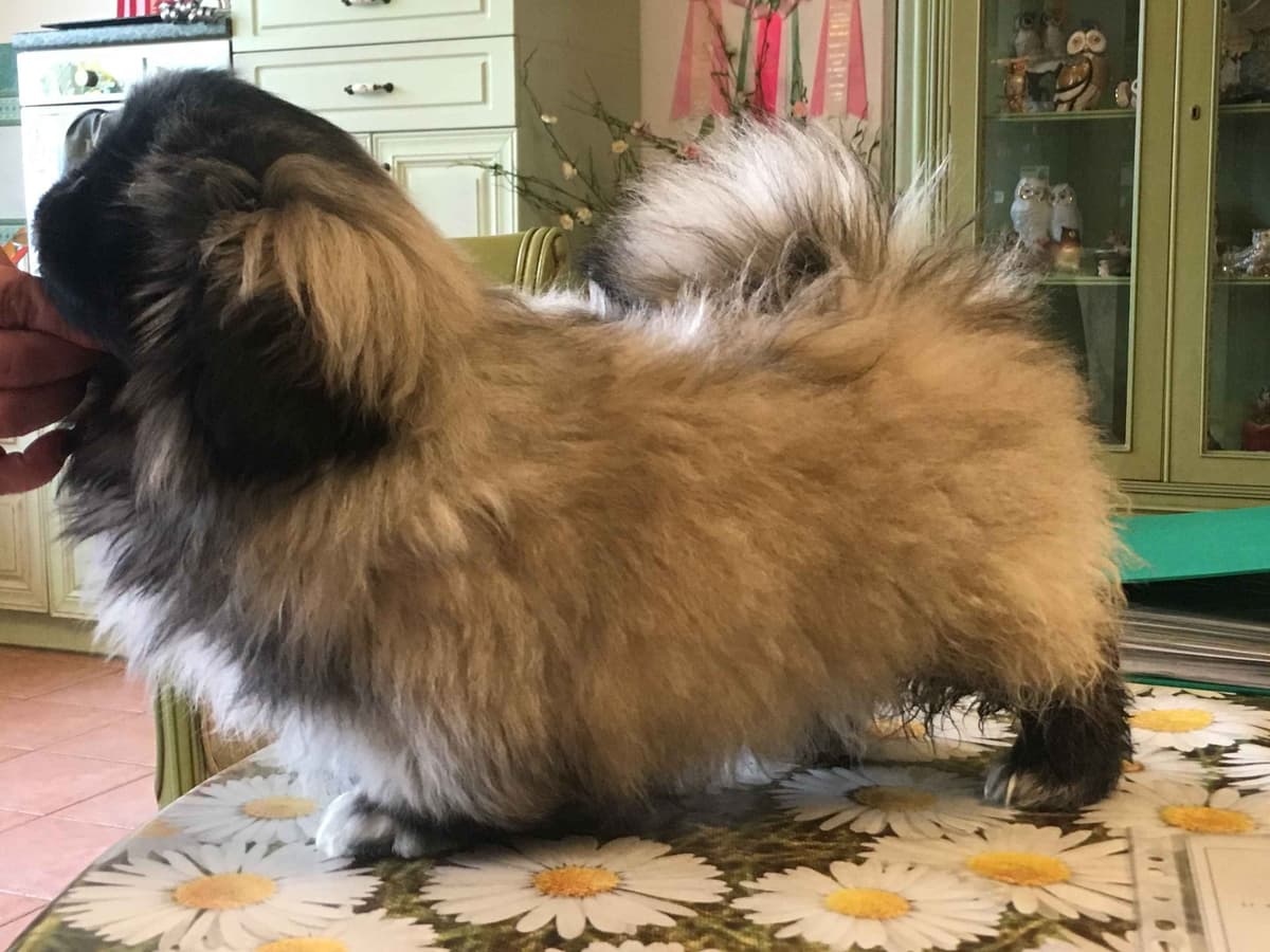 Pekingese Puppies Available Now ❣️ breeder image 10