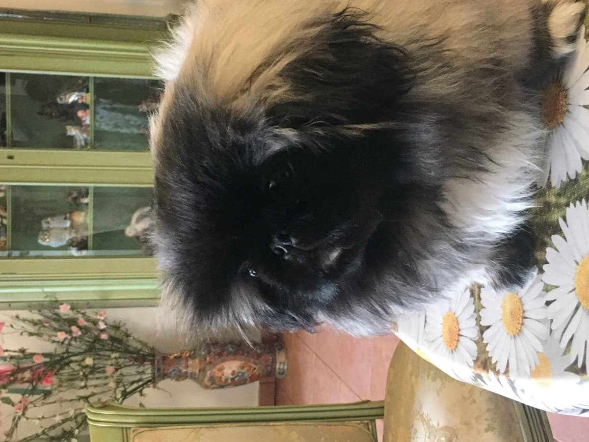 Pekingese Puppies Available Now ❣️ breeder image 16