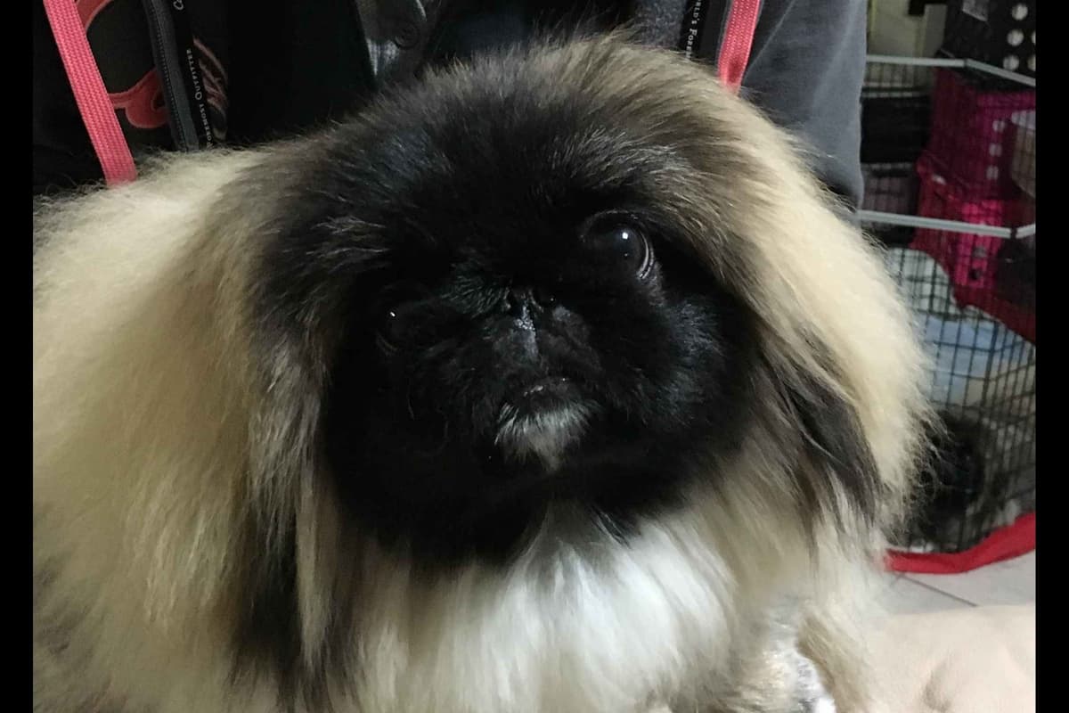 Pekingese Puppies Available Now ❣️ breeder image 18