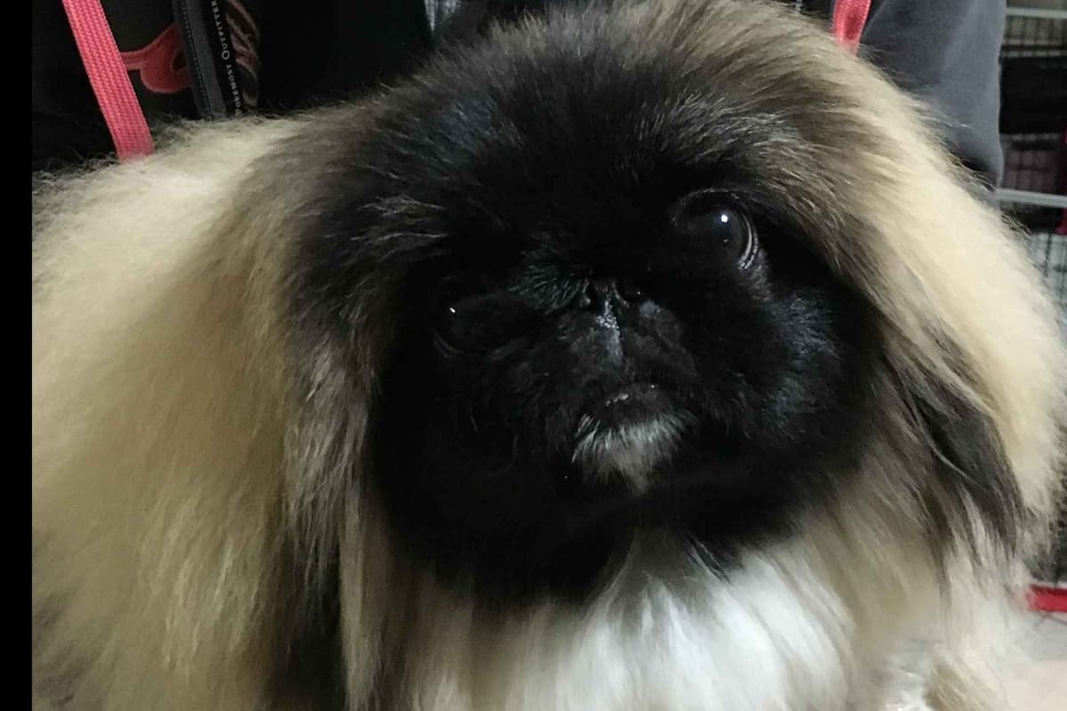 Pekingese Puppies Available Now ❣️ breeder image 19