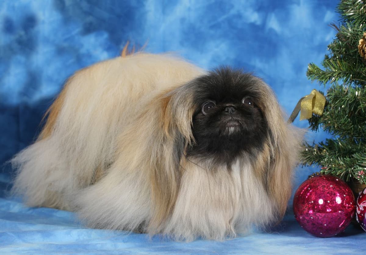 Pekingese Puppies Available Now ❣️ breeder image 3
