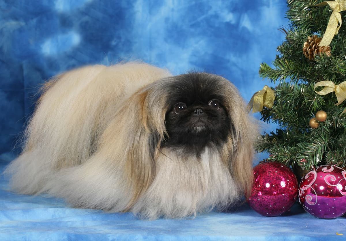 Pekingese Puppies Available Now ❣️ breeder image 21