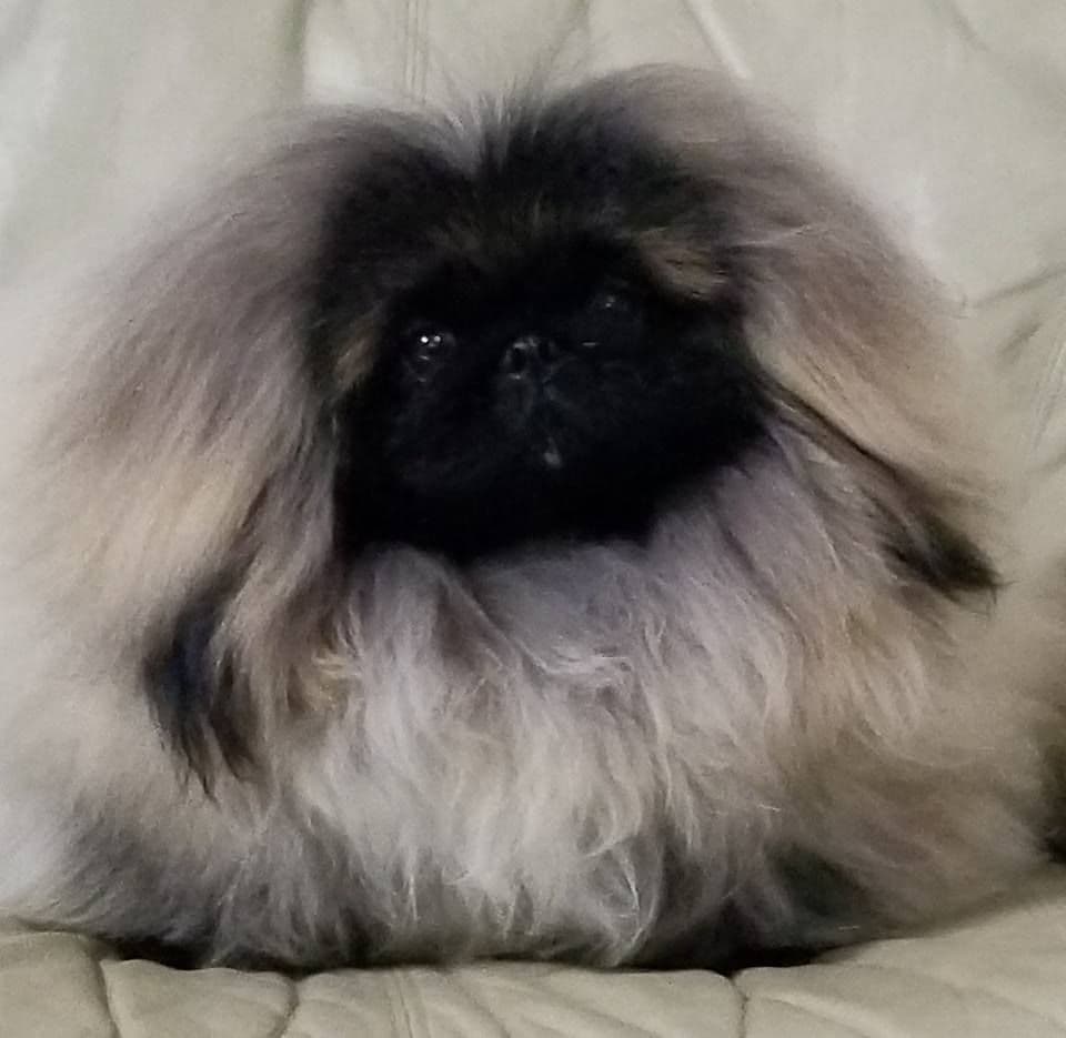 Pekingese Puppies Available Now ❣️ breeder image 25