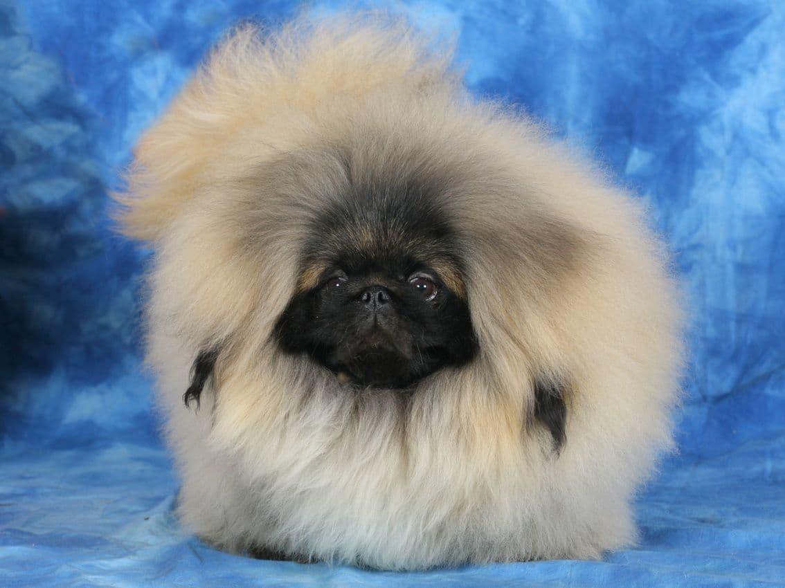 Pekingese Puppies Available Now ❣️ breeder image 27