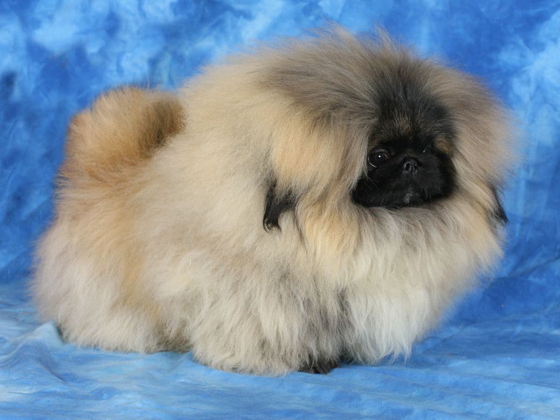 Pekingese Puppies Available Now ❣️ breeder image 26