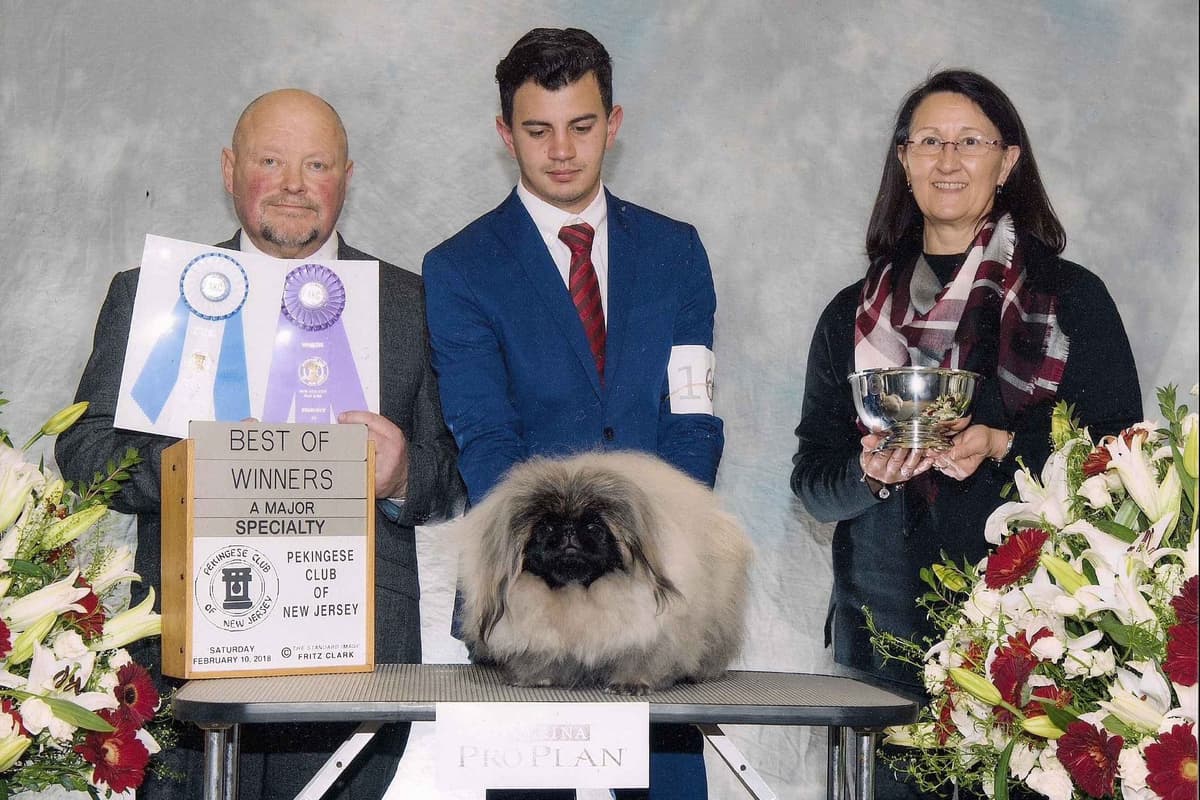 Pekingese Puppies Available Now ❣️ breeder image 29