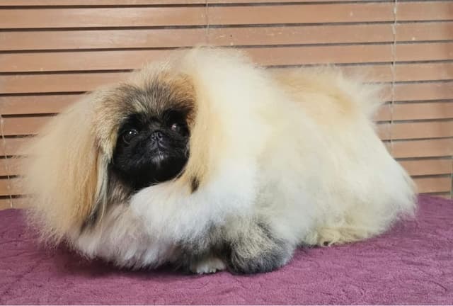 Pekingese Puppies Available Now ❣️ media 4
