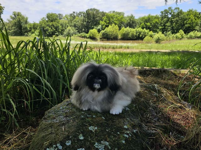 Pekingese Puppies Available Now ❣️ media 2