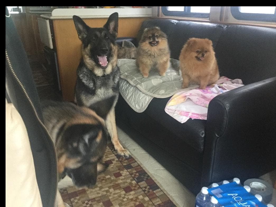 German Shepherd Dog Puppies breeder image 7