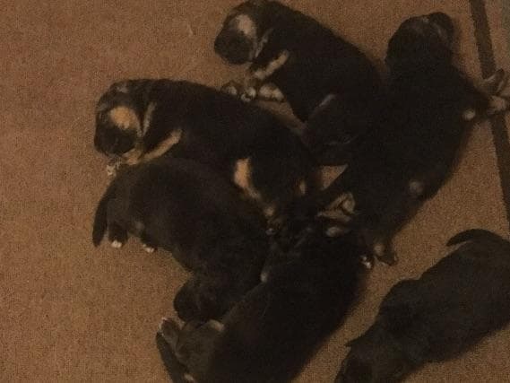 German Shepherd Dog Puppies breeder image 8