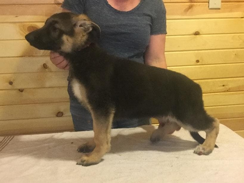 German Shepherd Dog Puppies breeder image 9