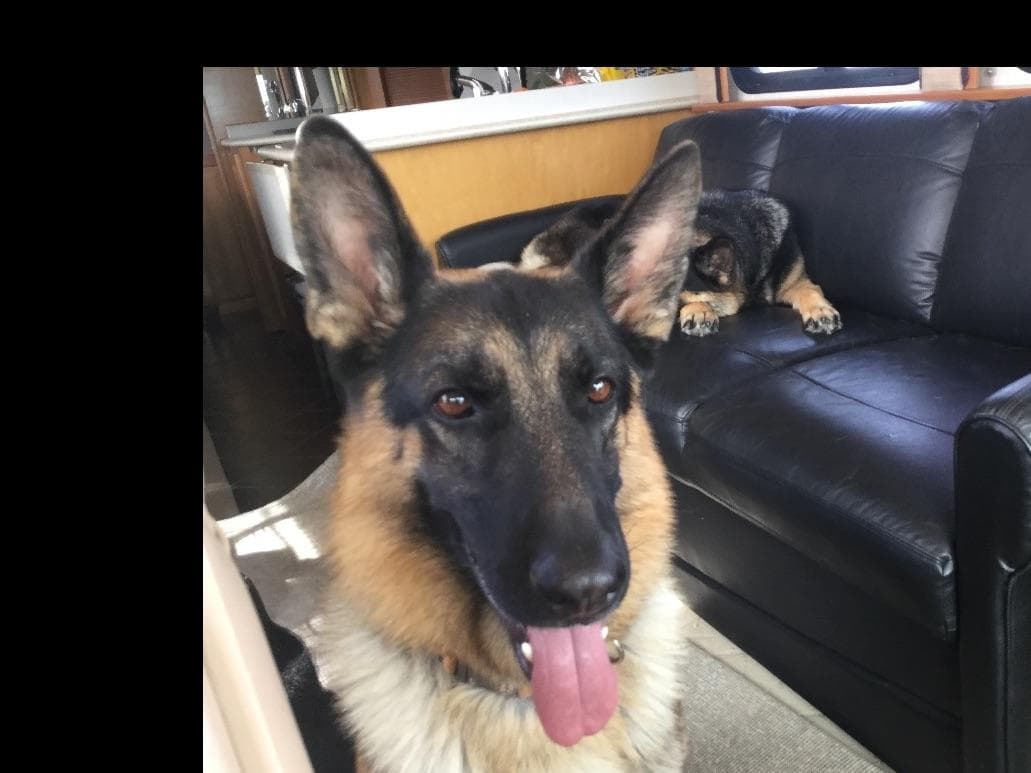 German Shepherd Dog Puppies breeder image 10