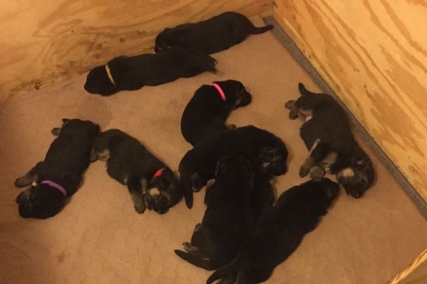 German Shepherd Dog Puppies breeder image 2