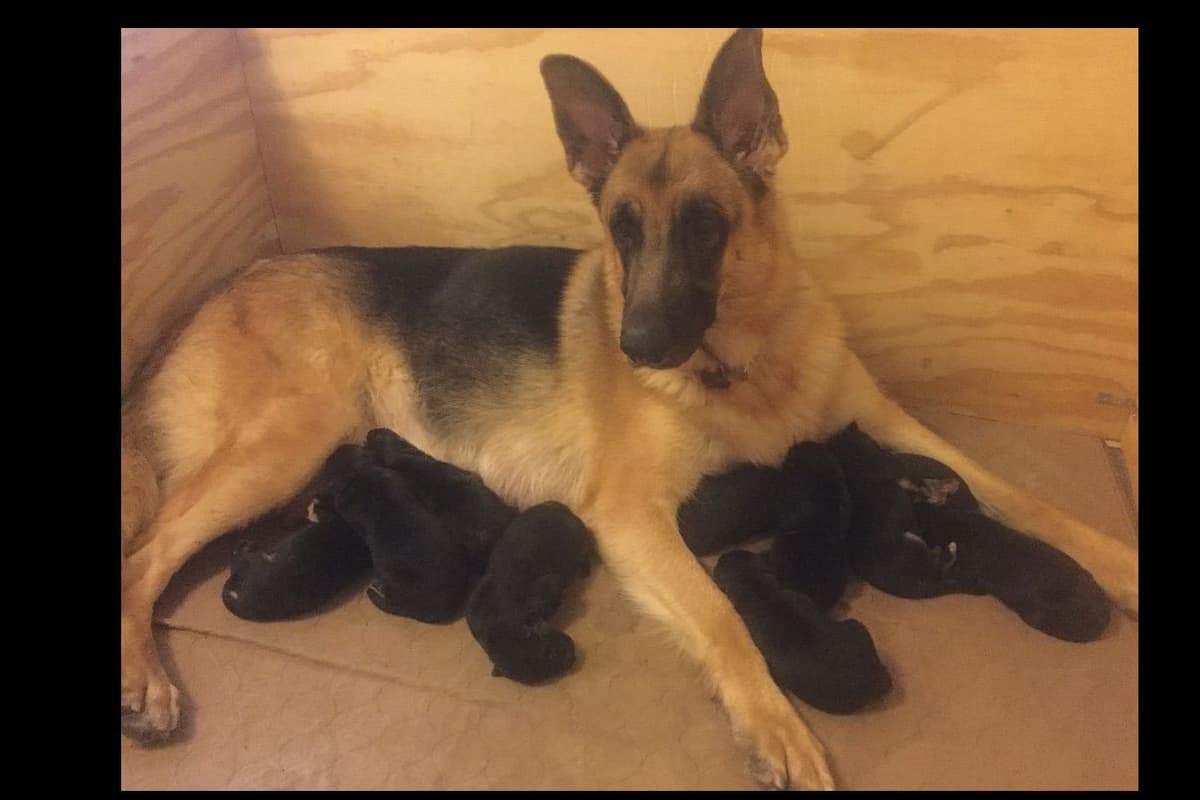 German Shepherd Dog Puppies breeder image 6