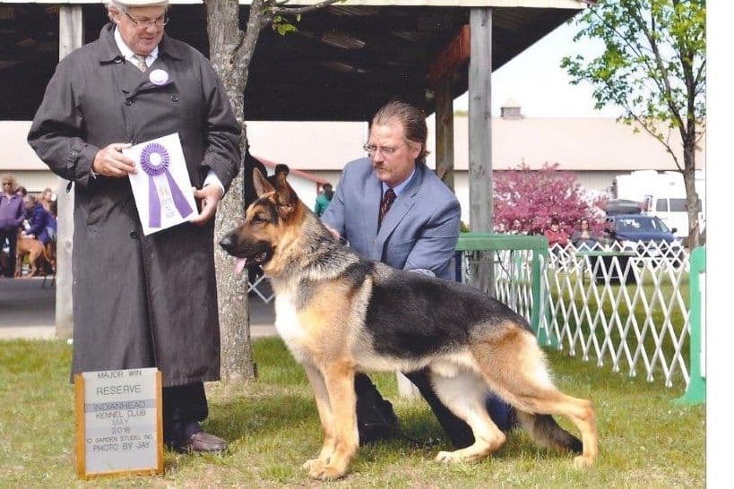 German Shepherd Dog Puppies breeder image 5