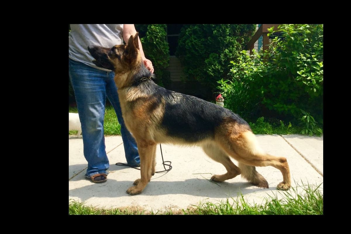 German Shepherd Dog Puppies breeder image 4