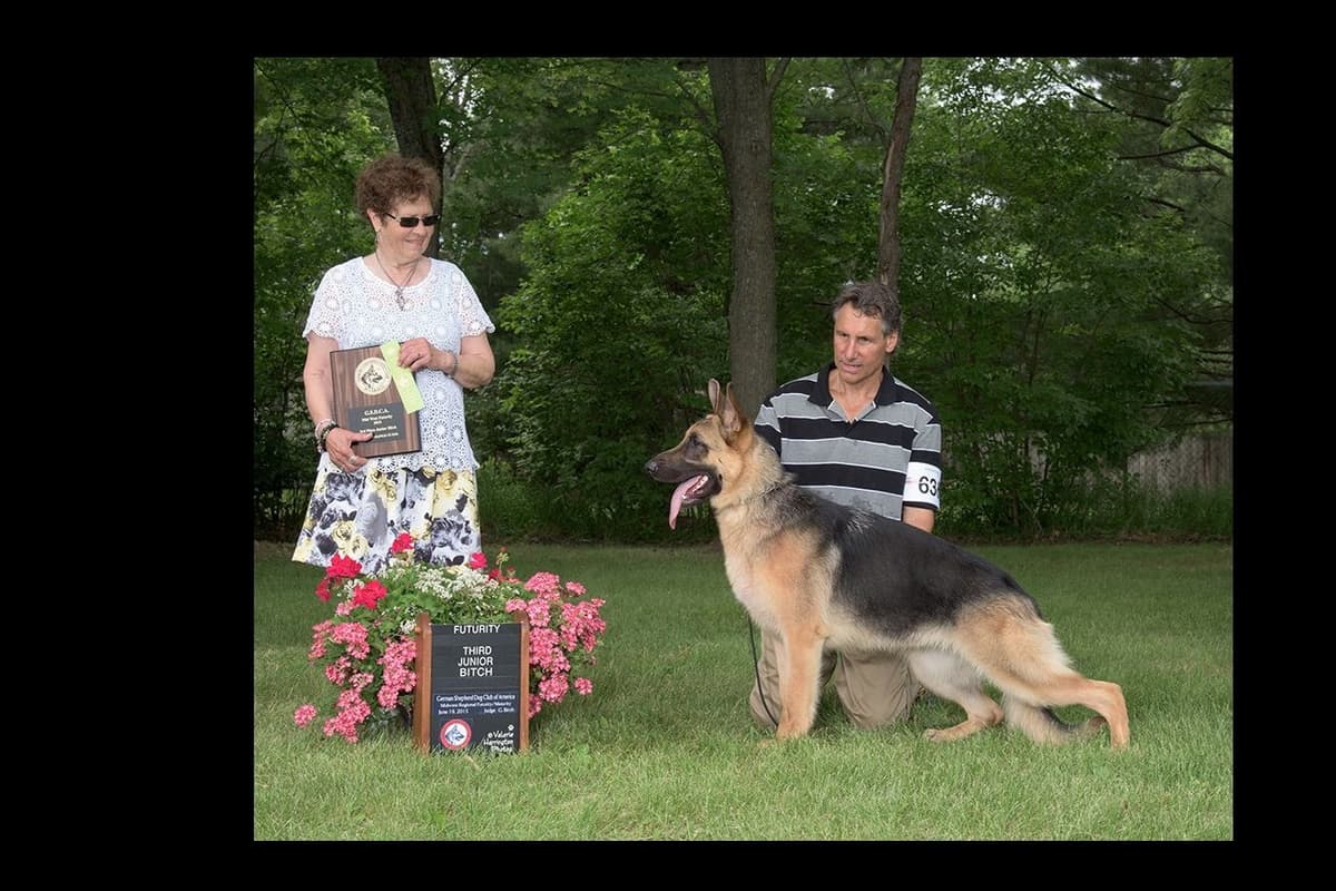 German Shepherd Dog Puppies breeder image 3