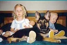 German Shepherd Dog Puppies breeder image 1
