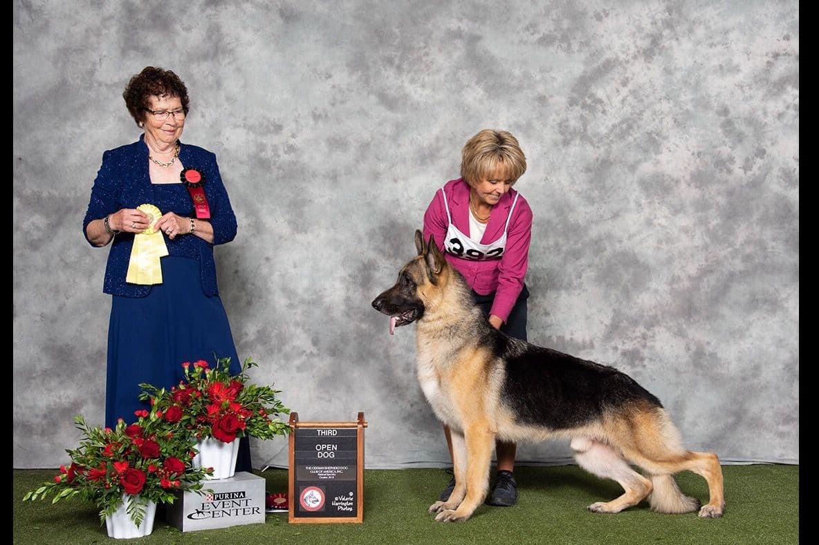 German Shepherd Dog Puppies breeder image 11