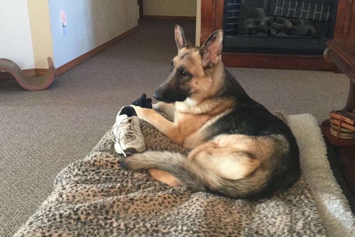 German Shepherd Dog Puppies breeder image 12