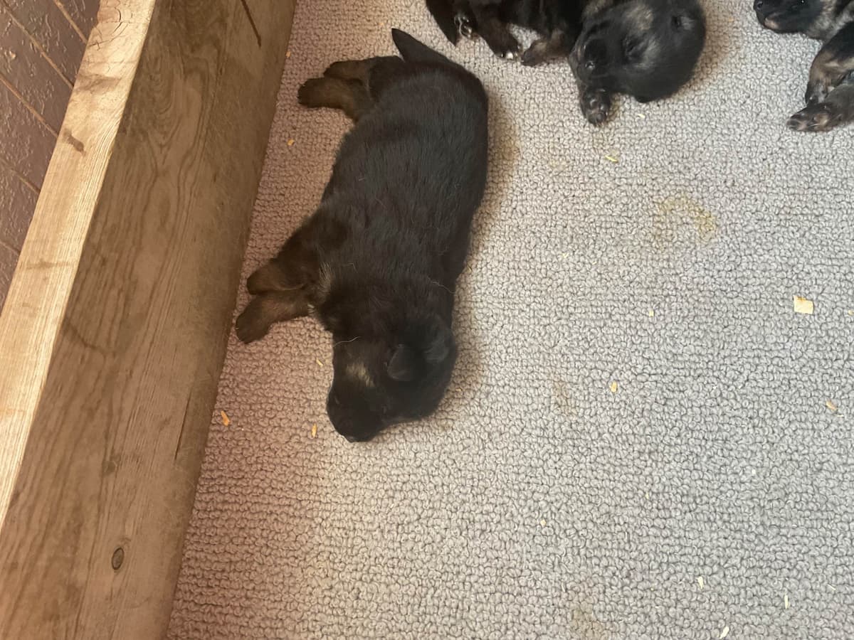 German Shepherd Dog Puppies breeder image 13