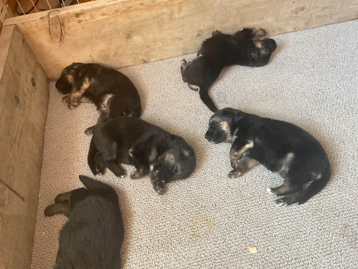 German Shepherd Dog Puppies breeder image 14