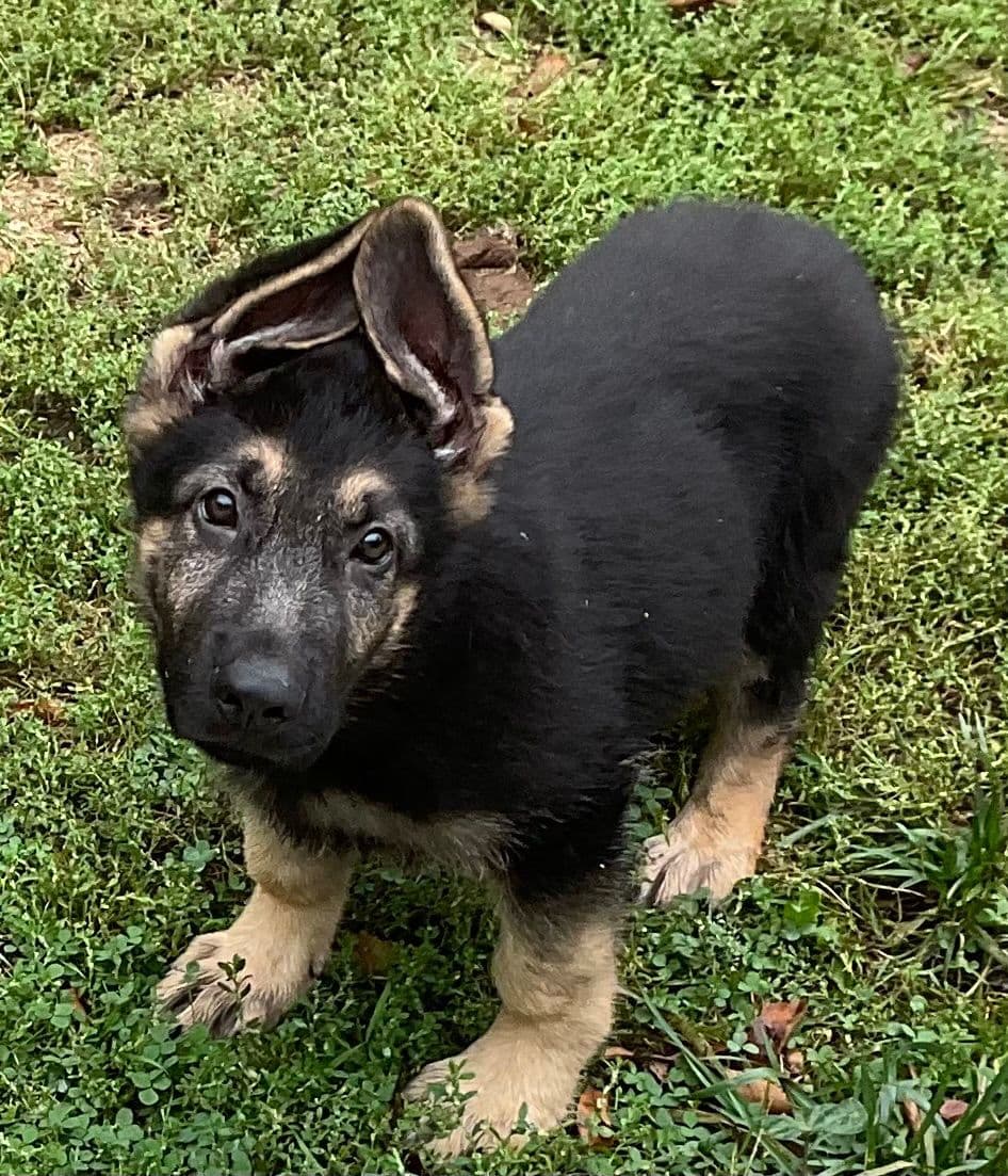 German Shepherd Dog Puppies breeder image 15