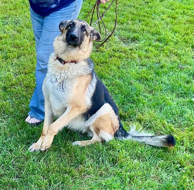 German Shepherd Dog Puppies media 2