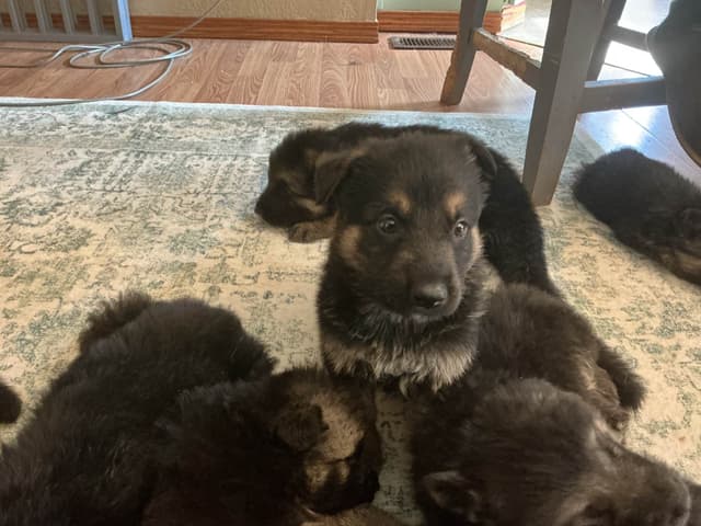 German Shepherd Dog Puppies media 5