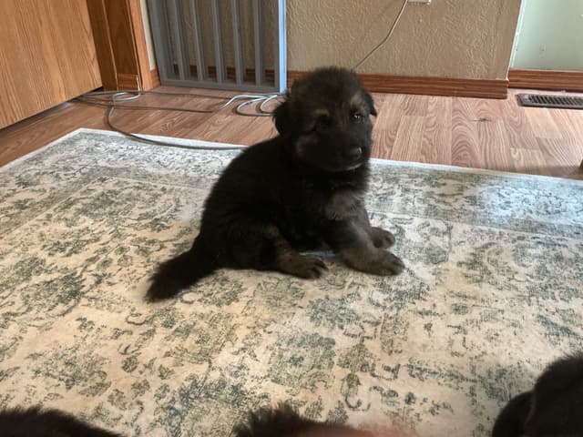 German Shepherd Dog Puppies media 4