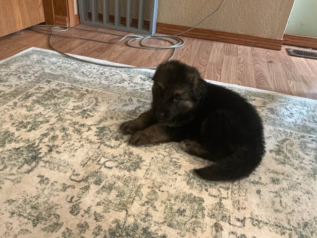 German Shepherd Dog Puppies media 3