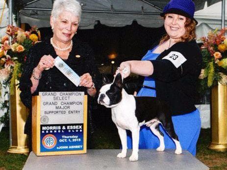 Champion Sired Boston Terrier Puppies breeder image 1