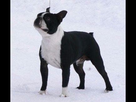 Champion Sired Boston Terrier Puppies breeder image 3