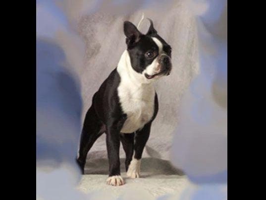 Champion Sired Boston Terrier Puppies breeder image 4