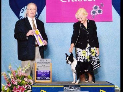 Champion Sired Boston Terrier Puppies breeder image 5