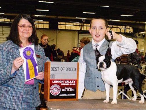Champion Sired Boston Terrier Puppies breeder image 7