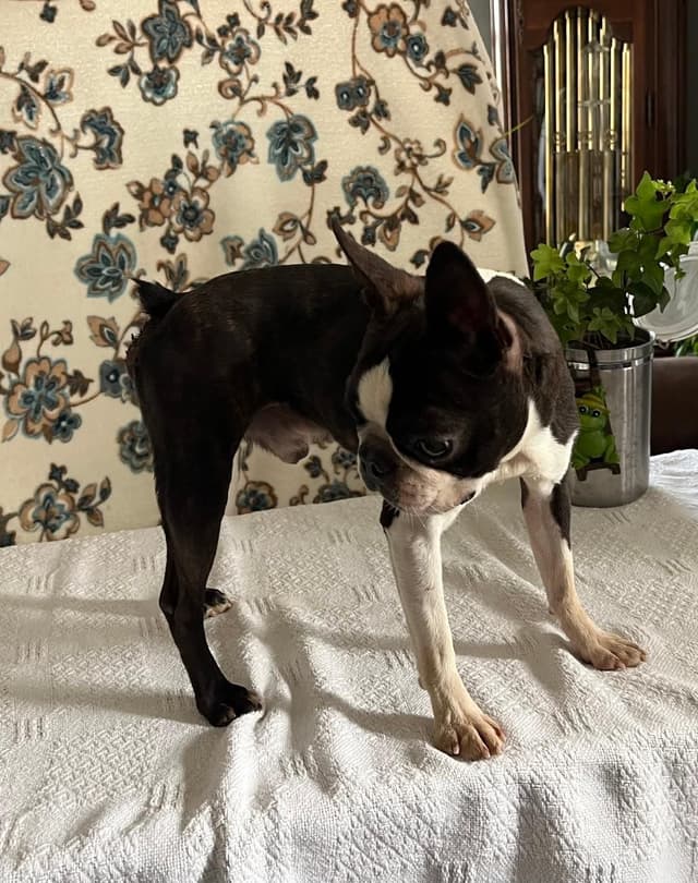 Boston Terrier Puppies media 2