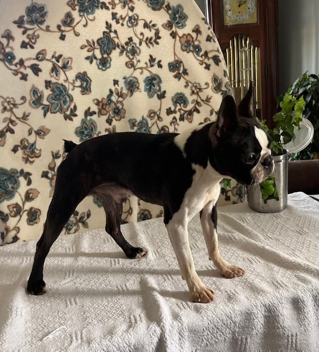 Boston Terrier Puppies media 3