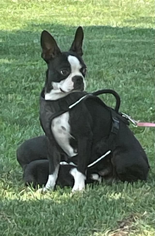Boston Terrier Puppies media 5