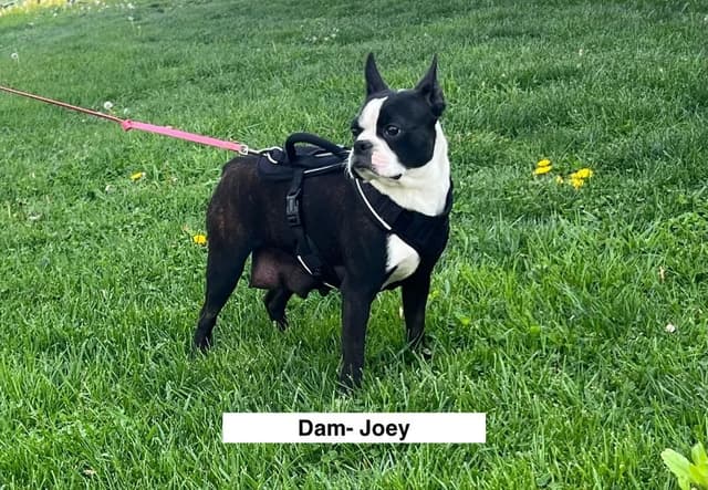Champion Sired Boston Terrier Puppies media 9
