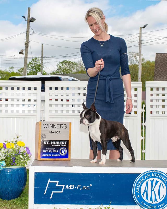 Champion Sired Boston Terrier Puppies media 8