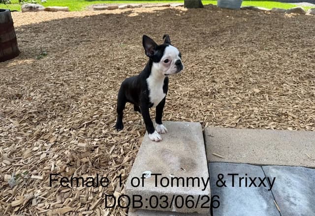 Boston Terrier Puppies media 6