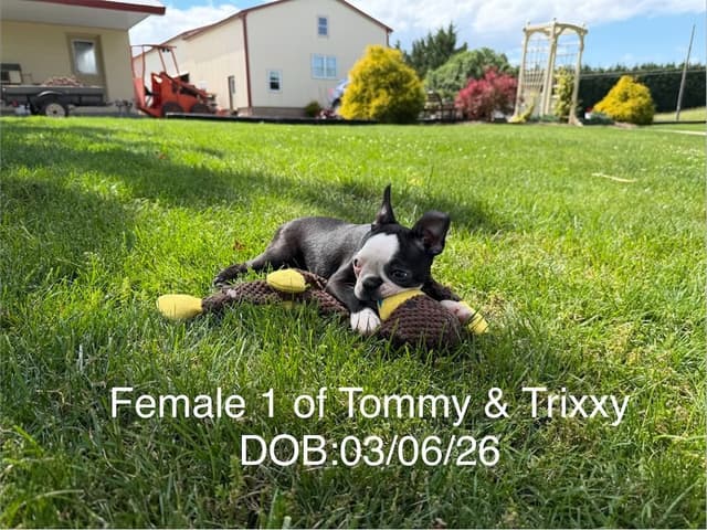 Boston Terrier Puppies media 7